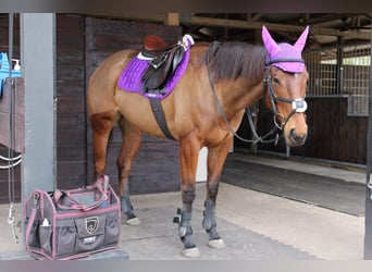 Thoroughbred, Mare, 5 years, 16 hh, Bay