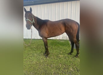 Thoroughbred, Mare, 5 years, 16 hh, Bay-Dark