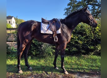 Thoroughbred, Mare, 5 years, 16 hh, Bay-Dark