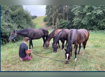 Thoroughbred, Mare, 5 years, 16 hh, Bay-Dark