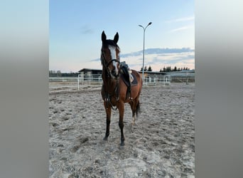 Thoroughbred, Mare, 5 years, 16 hh, Bay