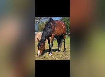 Thoroughbred, Mare, 5 years, 16 hh, Brown