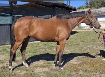 Thoroughbred, Mare, 5 years, 16 hh, Brown