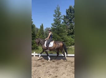 Thoroughbred, Mare, 5 years, 16 hh, Brown