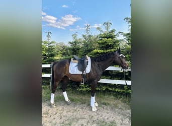 Thoroughbred, Mare, 5 years, 16 hh, Brown