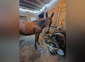 Thoroughbred, Mare, 5 years, 16 hh, Brown