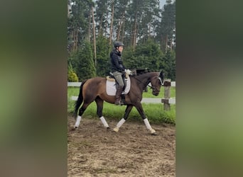 Thoroughbred, Mare, 5 years, 16 hh, Brown