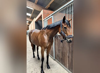 Thoroughbred, Mare, 5 years, 16 hh, Brown