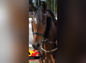 Thoroughbred, Mare, 5 years, 16 hh, Brown