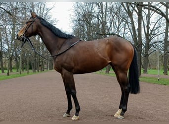 Thoroughbred, Mare, 5 years, 16 hh, Brown