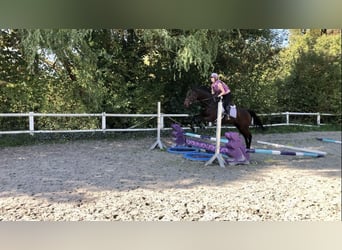Thoroughbred, Mare, 5 years, 16 hh, Brown