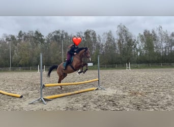 Thoroughbred, Mare, 5 years, 16 hh, Brown-Light