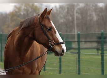 Thoroughbred, Mare, 5 years, 16 hh, Chestnut