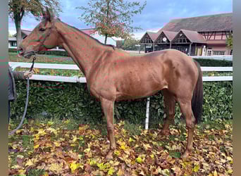 Thoroughbred, Mare, 5 years, 16 hh, Chestnut-Red
