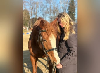 Thoroughbred, Mare, 5 years, 16 hh, Chestnut-Red