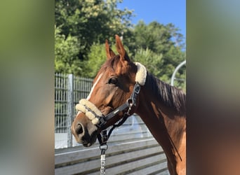 Thoroughbred, Mare, 5 years, 16 hh, Chestnut-Red