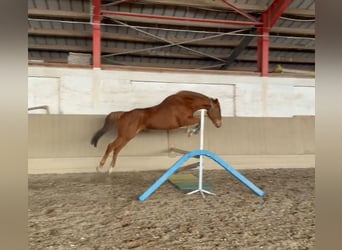 Thoroughbred, Mare, 5 years, 16 hh, Chestnut-Red