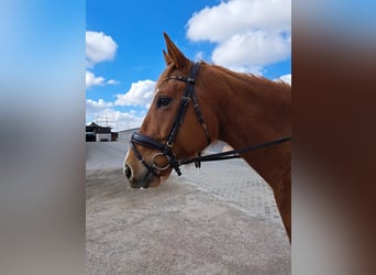 Thoroughbred, Mare, 5 years, 16 hh, Chestnut-Red