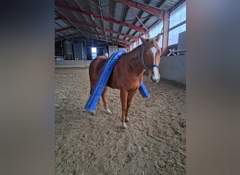 Thoroughbred, Mare, 5 years, 16 hh, Chestnut-Red