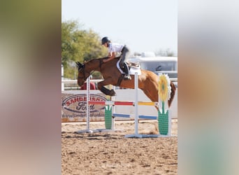 Thoroughbred, Mare, 5 years, 16 hh, Chestnut