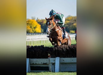 Thoroughbred, Mare, 5 years, 16 hh, Chestnut