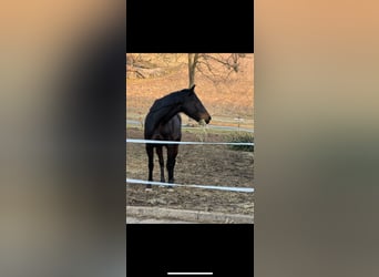 Thoroughbred, Mare, 5 years, 16 hh, Smoky-Black
