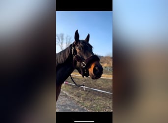 Thoroughbred, Mare, 5 years, 16 hh, Smoky-Black