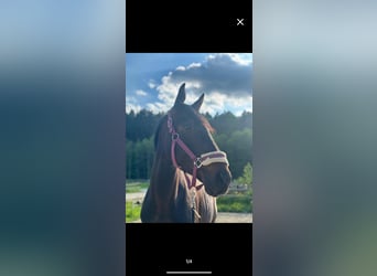 Thoroughbred, Mare, 5 years, 16 hh, Smoky-Black