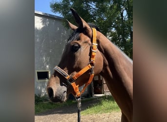 Thoroughbred, Mare, 5 years, 16,1 hh, Brown
