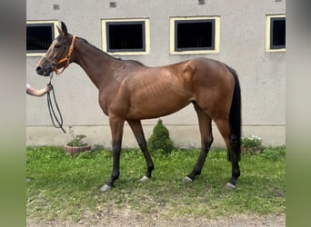 Thoroughbred, Mare, 5 years, 16,1 hh, Brown