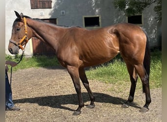 Thoroughbred, Mare, 5 years, 16,1 hh, Brown