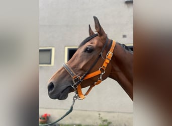 Thoroughbred, Mare, 5 years, 16,1 hh, Brown