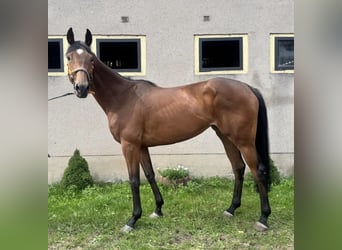Thoroughbred, Mare, 5 years, 16,1 hh, Brown