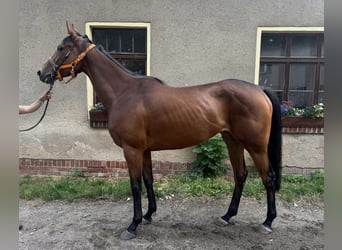 Thoroughbred, Mare, 5 years, 16,1 hh, Brown