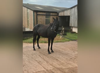 Thoroughbred, Mare, 5 years, 16,2 hh, Gray-Dark-Tan