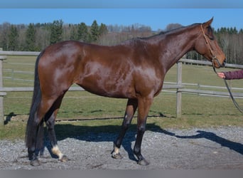 Thoroughbred, Mare, 5 years, 17 hh, Brown