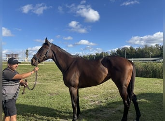 Thoroughbred, Mare, 5 years, Bay