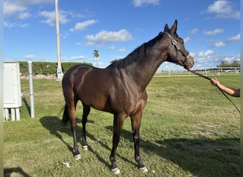 Thoroughbred, Mare, 5 years, Bay
