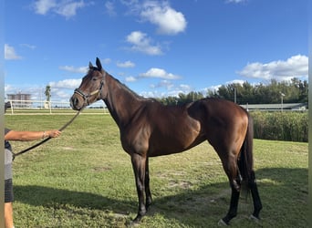 Thoroughbred, Mare, 5 years, Bay