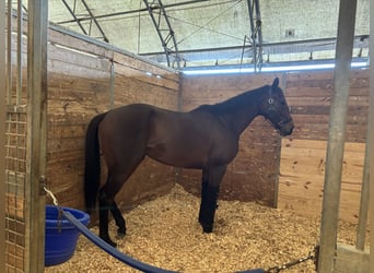 Thoroughbred, Mare, 5 years, Bay