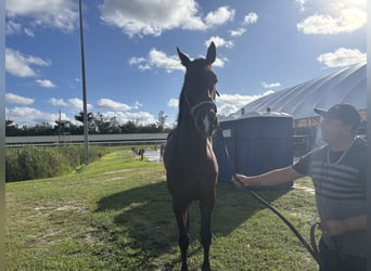 Thoroughbred, Mare, 5 years, Bay