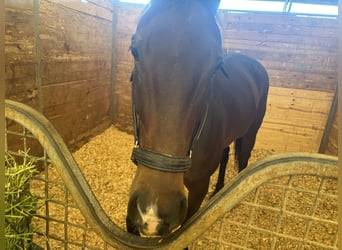 Thoroughbred, Mare, 5 years, Bay