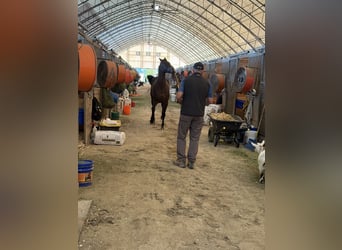 Thoroughbred, Mare, 5 years, Bay