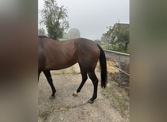 Thoroughbred, Mare, 5 years, Brown