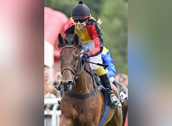 Thoroughbred, Mare, 5 years, Brown