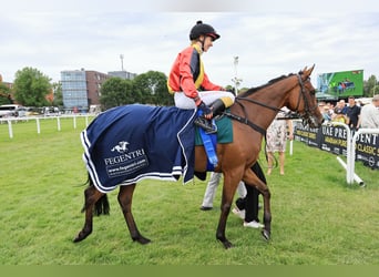 Thoroughbred, Mare, 5 years, Brown