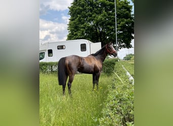 Thoroughbred, Mare, 5 years, Brown