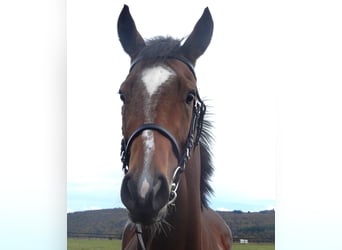 Thoroughbred, Mare, 5 years, Brown