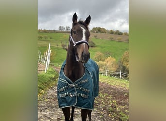 Thoroughbred, Mare, 6 years, 14.3 hh, Bay