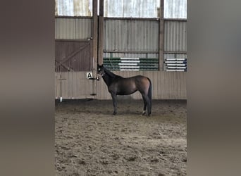 Thoroughbred, Mare, 6 years, 14,2 hh, Brown